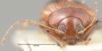 Media type: image; Entomology 9809   Aspect: head frontal view